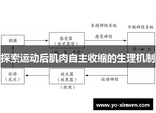 探索运动后肌肉自主收缩的生理机制