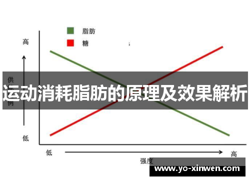 运动消耗脂肪的原理及效果解析